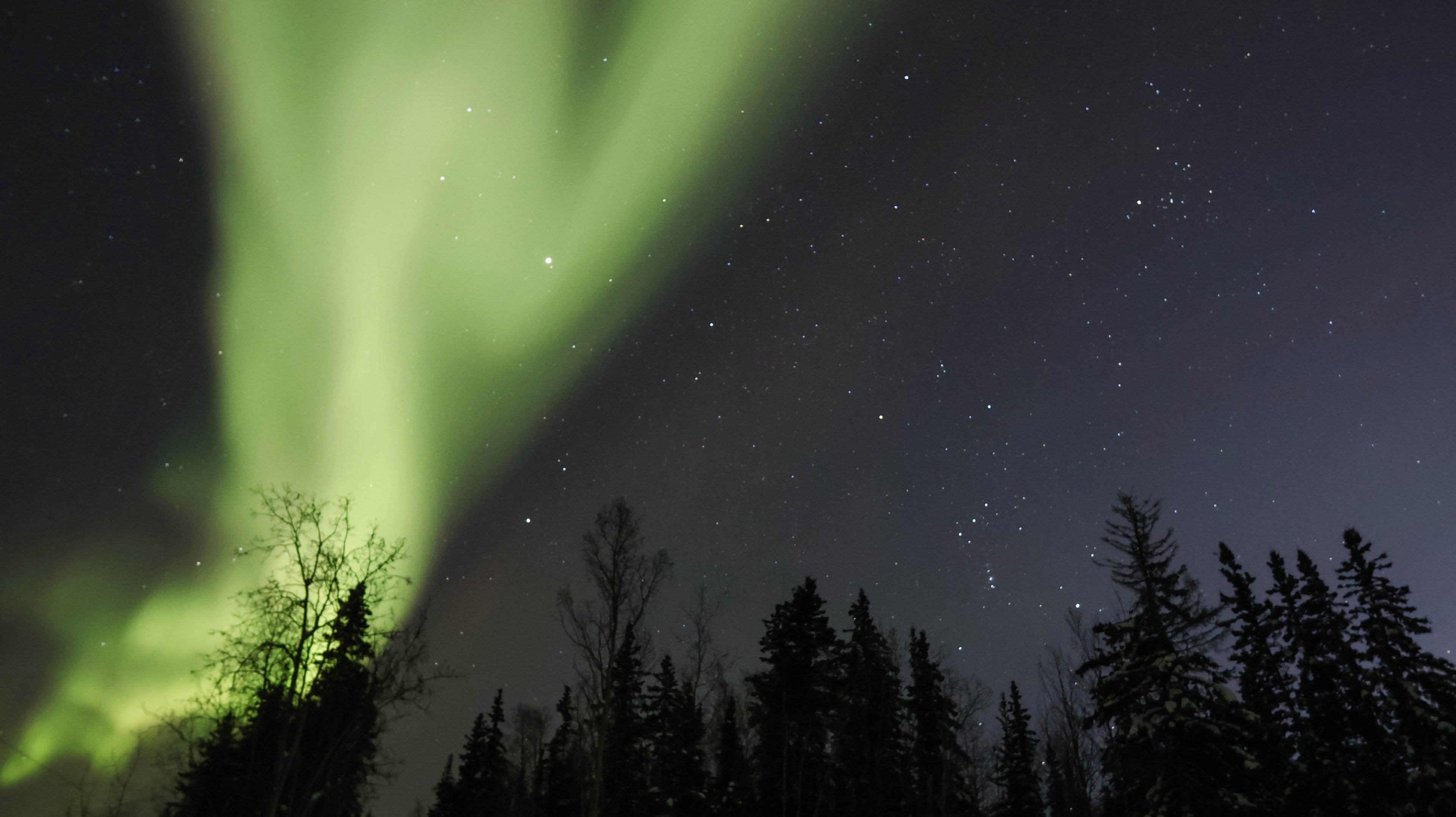 Aurora borealis over a forest at night